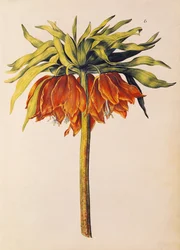Crown Imperial Lily lub Fritillary, z "La Guirlande de Julie", ok. 1642 (wc na welinie)